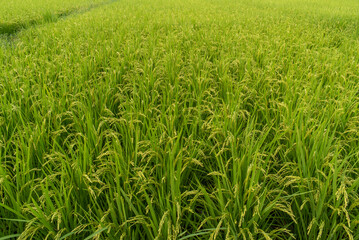 水田の風景　実りの秋