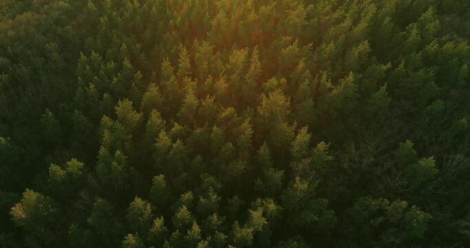 Aerial view. Autumn forest. Drone flyover. Brown canopy of trees from above