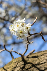 closeup of white cherry blossom on tree trunk