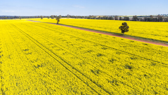 Canola fields near Temora, NSW