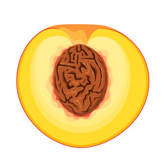 Half a peach on a white background. Fruit. Cartoon design.
