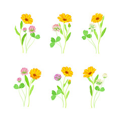 Calendula Plant with Orange Flower Head and Clover on Stem as Meadow Herb Vector Set