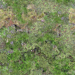 Seamless texture of wall decorated with moss. Endless forest moss pattern. Seamless texture green mossy stone.