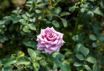 Photo of pink rose in park. Blurred background.