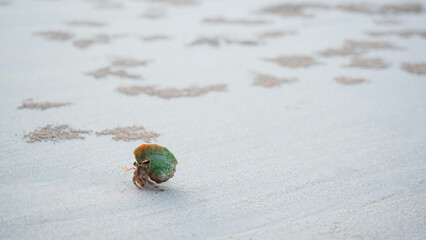 Small hermit crab from sea walking on sand beach