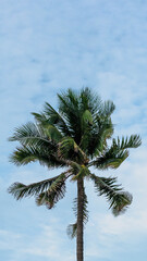 VERTICAL tropical coconut green palm tree sky white clouds background summer day air Spindrift cloud