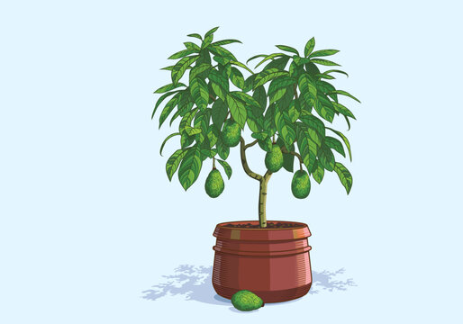 Mature avocado tree with ripe fruits in a large ceramic pot grown at home. Vector illustration concept for home gardening or fruit shop. Drawing for the design of a banner, poster or botanical blog