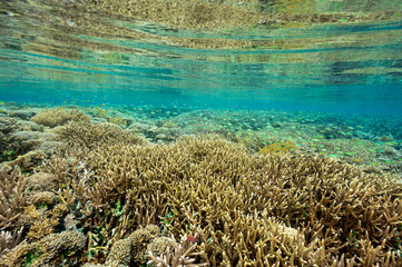 Naklejka na ściany i meble Reef scenic with pristine staghorn corals Raja Ampat Indonesia.