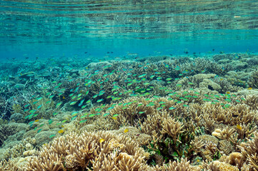 Naklejka na ściany i meble Reef scenic with pristine staghorn corals Raja Ampat Indonesia.