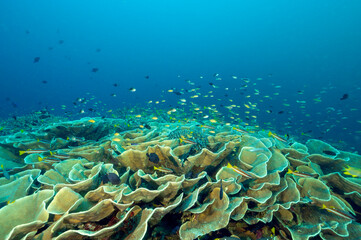 Fototapeta na wymiar Reef scenic with massive foliose hard corals, Raja Ampat Indonesia.