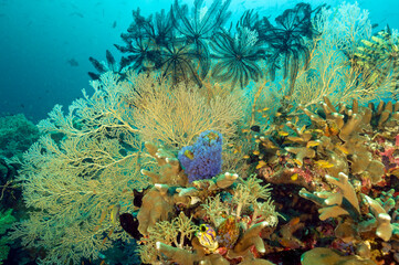 Fototapeta na wymiar Reef scenic with sea fan and crinoids, Raja Ampat Indonesia.