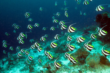Fototapeta na wymiar Longfin bannerfishes, Heniochus acuminatus, Raja Ampat Indonesia.