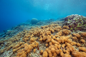Naklejka na ściany i meble Reef scenic with goniopora corals, Raja Ampat Indonesia.