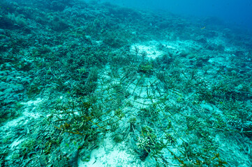 Naklejka na ściany i meble Metal structure designed for coral propogation and restoration. Staghorn corals attached on the structure, Raja Ampat Indnonesia.