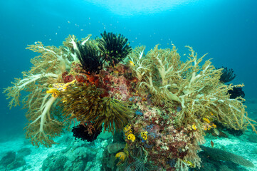 Fototapeta na wymiar Reef scenic with soft corals and crinoids, Raja Ampat Indonesia.