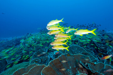 Fototapeta na wymiar Yellowfin goatfishes, Mulloidichthys vanicolensis, over massive foliose corals Raja Ampat Indonesia.