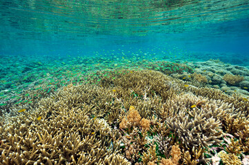 Reef scenic with pristine staghorn corals Raja Ampat Indonesia.