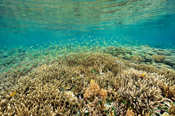 Naklejka na ściany i meble Reef scenic with pristine staghorn corals Raja Ampat Indonesia.