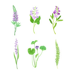 Fototapeta na wymiar Violet Flowers or Blossom on Leafy Stalk or Stem Vector Set