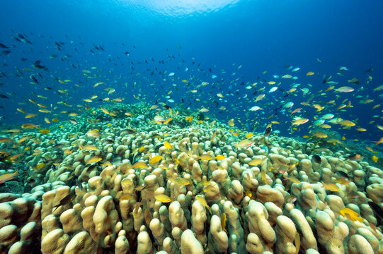 Massive hard color colony of Pavona clavus with anthias and damsels hovering, Raja Ampat Indonesia.