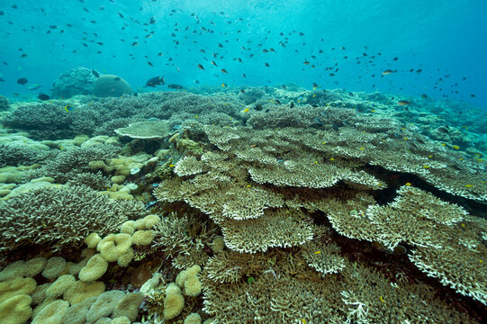 Reef scenic with pristine acrapora table corals, Raja Ampat Indonesia.