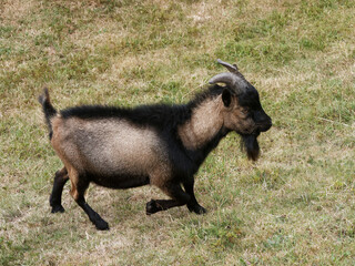Capra hircus | Alpine goat or french alpine with chamoisée, brown, grey and black coat, erect ears...