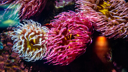 Actiniaria marine plant. Close up of  coral. Marine life.