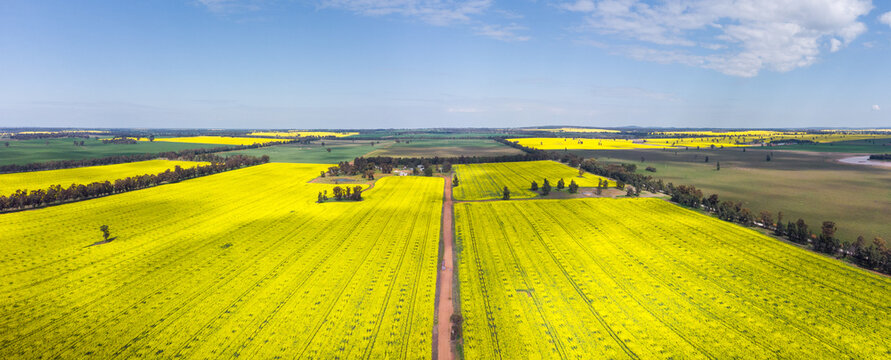 Canola fields panorama near Temora, NSW