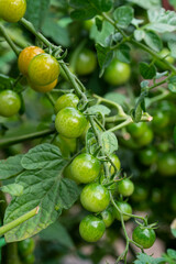 A branch with green, ripening cherry tomatoes. Vegetables grown in our own garden. High quality photo
