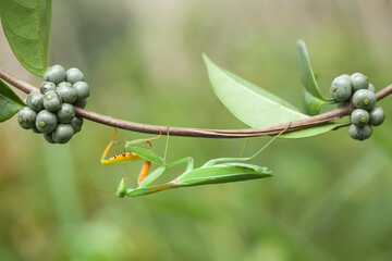 Praying Mantish Between Plants