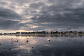 Flock of swans in a lake. Dark sunset sky reflects in lake surface creates dark and moody atmosphere Town buildings in the background..