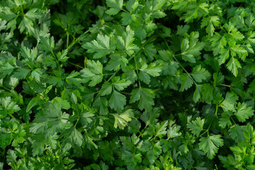 Parsley grows in the garden. Harvesting in the fall from your own garden. High quality photo