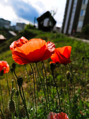 red poppies in the field against the background of the gazebo and the blue sky