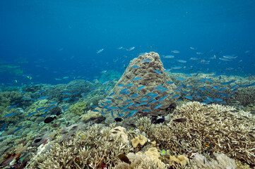 Naklejka na ściany i meble Reef scenic with fusuliers and pristine haed corals, Raja Ampat Indonesia.
