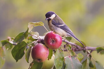A great tit sits on an apple branch.  A cute titmouse eats red apples. Parus major.  © Monikasurzin