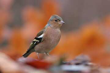 Autumn scene with a Chaffinch, Fringilla coelebs. Little bird in nature forest habitat.