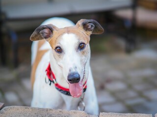 Closeup of a white and brown Whippet dog.
