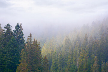 spruce forest in autumn. moody weather with overcast sky. misty nature background