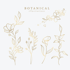 Botanical Illustrations Leaf Flower Gold Line Art