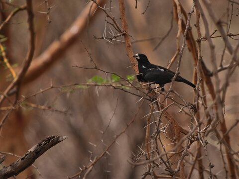 A White Billed Buffalo Weaver