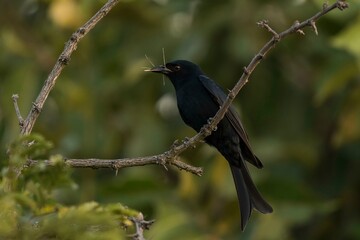 Fototapeta premium Fork-tailed drongo (Dicrurus adsimilis), Bogani Private Game Reserve, Mpumalanga, South Africa, Africa