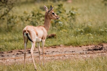 Dorcas gazelle in the savanna. Gazella dorcas.