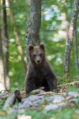 Brown bear (Ursus arctos), young animal in the forest, Notranjska, Slovenia, Europe