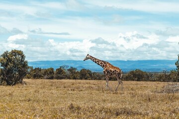Giraffe walking in the African savanna. © Ipix Indies/Wirestock Creators