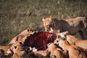 Group of lions eating the prey after hunting