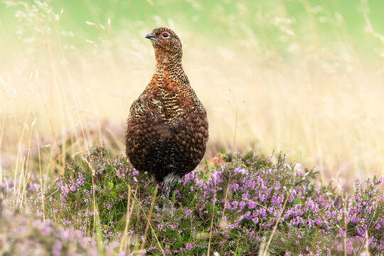 Close up of a Red Grouse male with red eyebrow stodd in natural habitat of grasses and purple heather. Facing left.  Scientific name: Lagopus Lagopus.  Horizontal.  Copy Space.