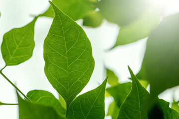 ハート型の葉脈を持つ木の葉