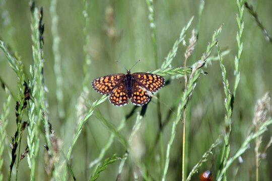 Shallow focus shot of heath fritillary butterfly on Leptochloa plants in the field