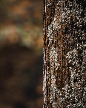 Vertical shot of a tree trunk with gray lichens