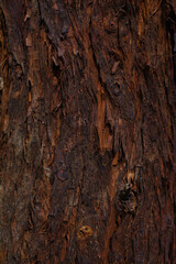 Texture on a tree bark